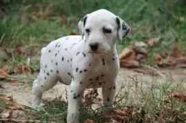 Chiot Dalmatien femelle, Toronto
