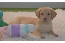 Chiot de type Labrador Retriever femelle, Toronto