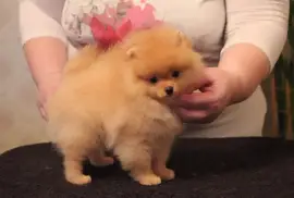 Chiot type Spitz nain femelle, Toronto