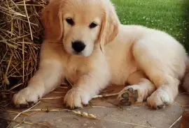 Golden Retriever femelle, Montréal