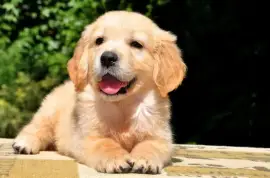 Beau Chiot Type Golden Retriever femelle, Montréal