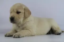 Chiot Golden Retriever femelle, Montréal