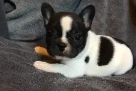 Chiot Bouledogue Français femelle non lof, Toronto