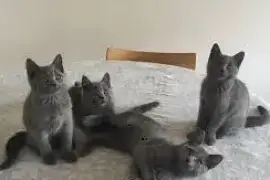 Beaux Chatons chartreux, Mirabel