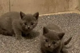Beaux Chatons chartreux, Mirabel