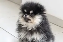 Adorable chiot Spitz nain Poméranien Femelle, Cotonou