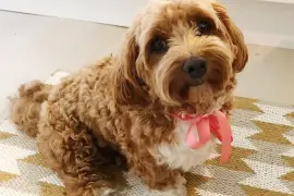Très jolie Chiot Bichon Havanais femelle, Quebec