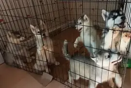 petits chiots husky siberien, Kelowna