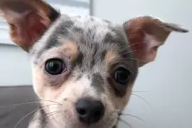 Intelligente Chiot Chihuahua femelle de poil court, Quebec