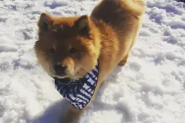 Adorable chiot Chow Chow femelle., Quebec