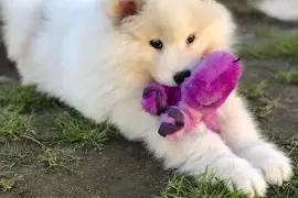 Belle chiot Samoyède femelle de 3 mois deux semain, Quebec