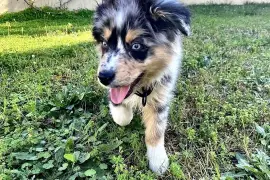 Belle chiot Berger Australien Bleu merle Femelle, Montréal