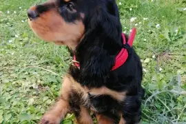 Très belle chiot Coker Anglais femelle de 3 mois., Montréal