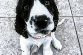 Très belle chiot Coker Anglais femelle de 3 mois., Montréal