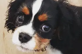 Belle femelle Cavalier King Charles, Montréal