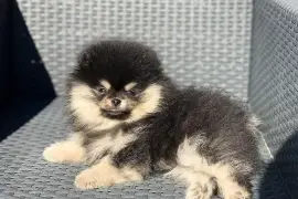 Adorable chiot Spitz nain Poméranien Femelle, Centre-du-Québec