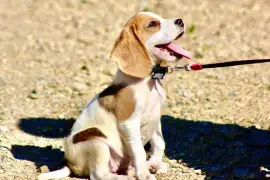 Admirable Chiot Beagle femelle de 3 mois, Centre-du-Québec