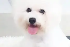 Très adorable Chiot Bichon Frisé femelle, Capitale-Nationale