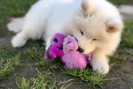 Belle chiot Samoyède femelle de 3 mois deux semain, Capitale-Nationale