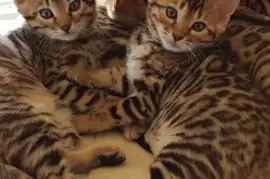 Magnifique chatons bengal Mâle Femelle, Kokotome