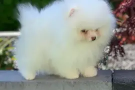 Très adorable chiot Spitz nain Poméranien Femelle, Chaudière-Appalaches
