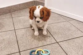 Chiot femelle Cavalier King Blenheim, Quebec