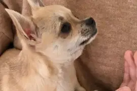 Intelligente Chiot Chihuahua femelle de poil court, Quebec