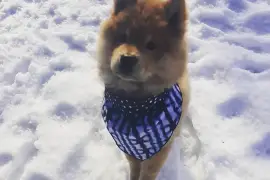 Adorable chiot Chow Chow femelle., Quebec