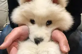 Belle chiot Samoyède femelle de 3 mois deux semain, Quebec