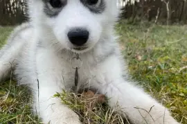 Très belle femelle Husky Sibérien, Quebec