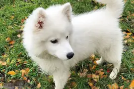 Chiot Spitz Japonais., Montréal
