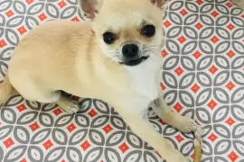 Magnifique Chiot Chihuahua femelle de poil court, Montréal