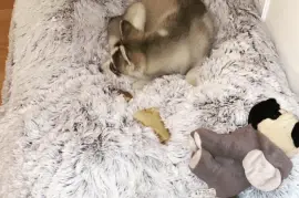 Très belle femelle Husky Sibérien, Montréal
