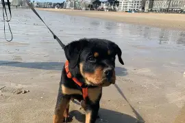 Belle chiot rottweiler femelle trois mois, Quebec