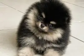 Adorable chiot Spitz nain Poméranien Femelle, Quebec