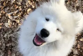 Belle chiot Samoyède femelle de 3 mois, Quebec
