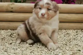 Chiot Berger Australien, TROIS RIVIERES