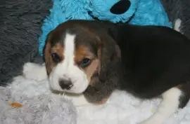 Chiot Beagle, Saint-Esprit