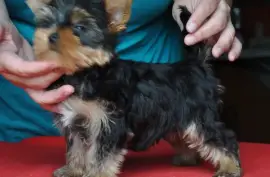Vend chiot yorkshire terrier CKC, Saint-Jean