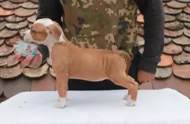 Chiot American Staffordshire, Richelieu
