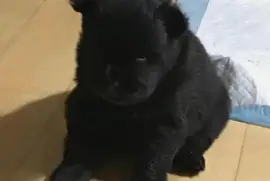 Bébé chow chow, Trois Pistoles