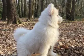 Belle chiot Samoyède femelle de 3 mois, Montréal