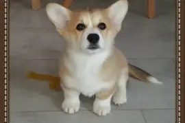 Chiot Welsh Corgi Pembroke femelle, San Francisco
