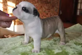 Chiot Bulldog anglais Mâle, San Francisco