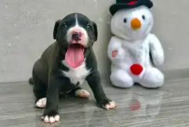 Beau chiot PITBULL AMÉRICAIN femelle, San Francisco