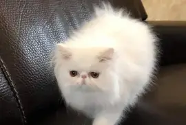 Petit chaton type persan femelle, San Francisco