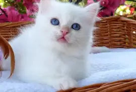 Chaton persan femelle LOOF, San Francisco