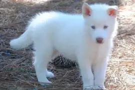 Chiot Husky de Sibérie de 3 mois, San Francisco