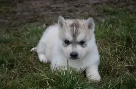 Chiot Husky de Sibérie femelle, San Francisco