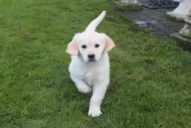 Chiot Golden retriever Femelle, Montréal